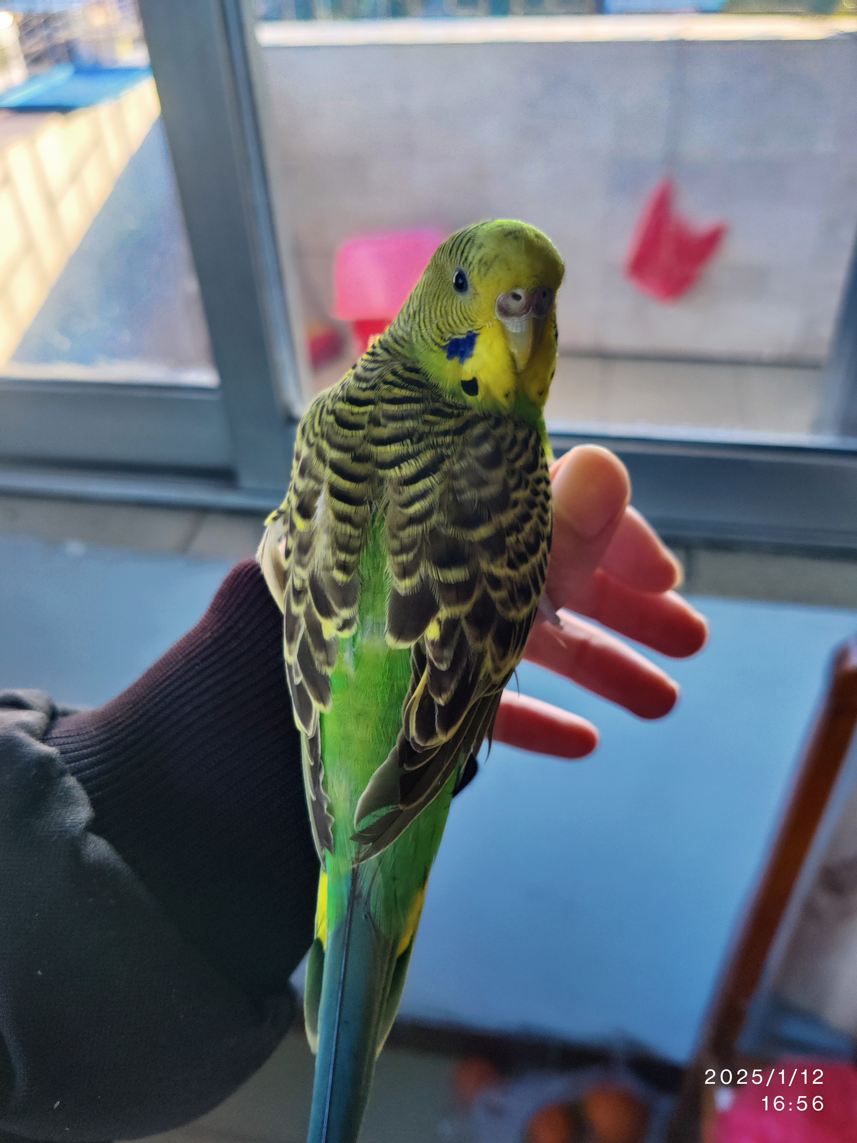 此乃虎皮鹦鹉，最亲我的鸟宝